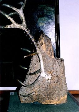 Geweih von Schloss Ambras