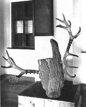 Geweih von Schloss Ambras