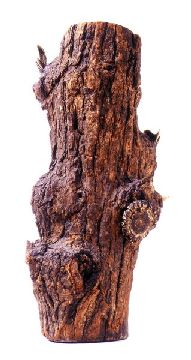 Die eingewachsenen Geweihstcke von Mnchen